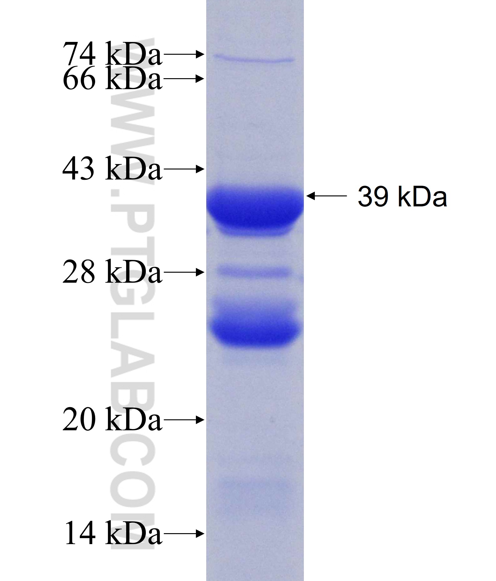 SYNJ1 fusion protein Ag17719 SDS-PAGE