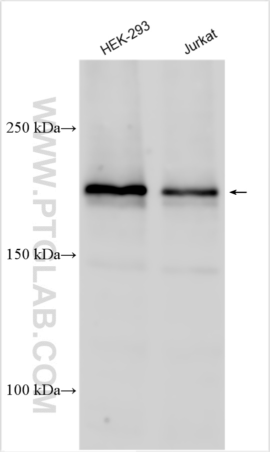 WB analysis using 13893-1-AP