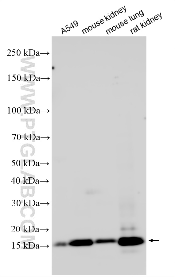 WB analysis using 15666-1-AP