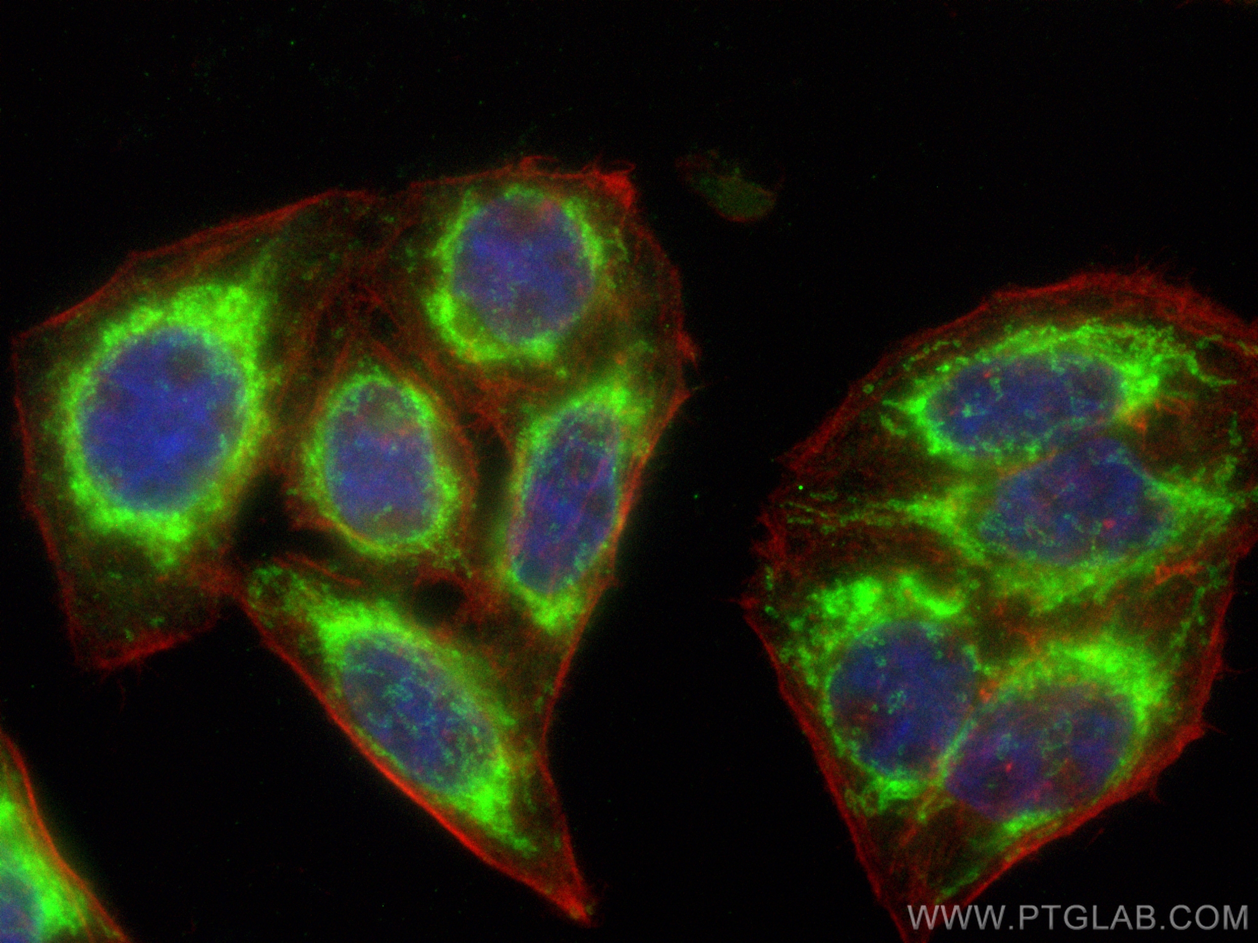 IF Staining of HepG2 using CL488-15666