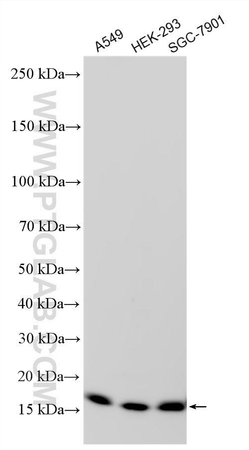 WB analysis using RMX00068 WB analysis using RMX00068
