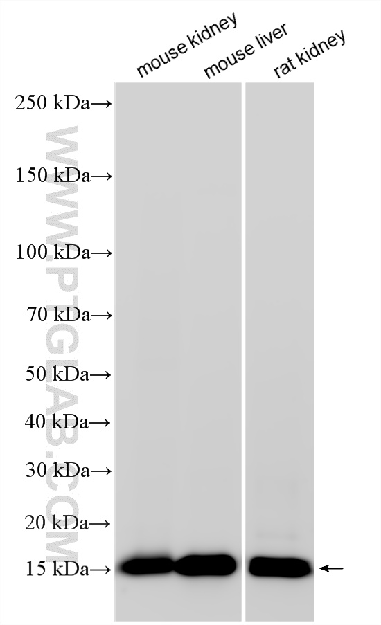 WB analysis using RMX00068 WB analysis using RMX00068