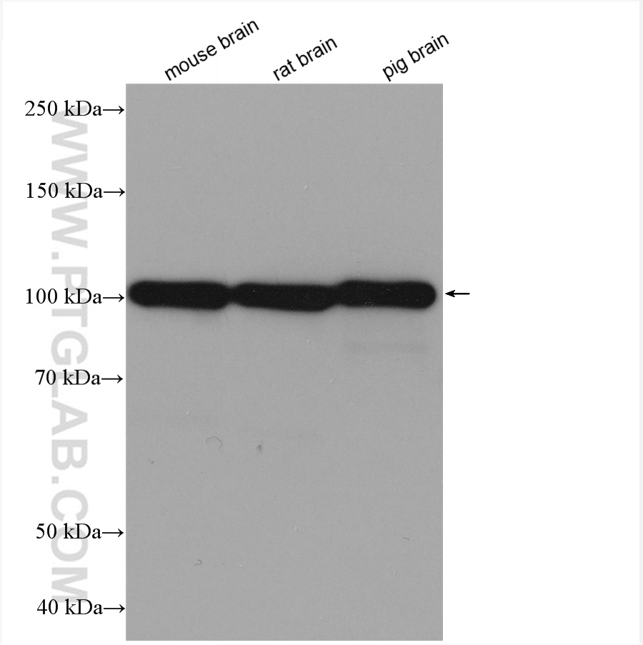 WB analysis using 80721-1-RR