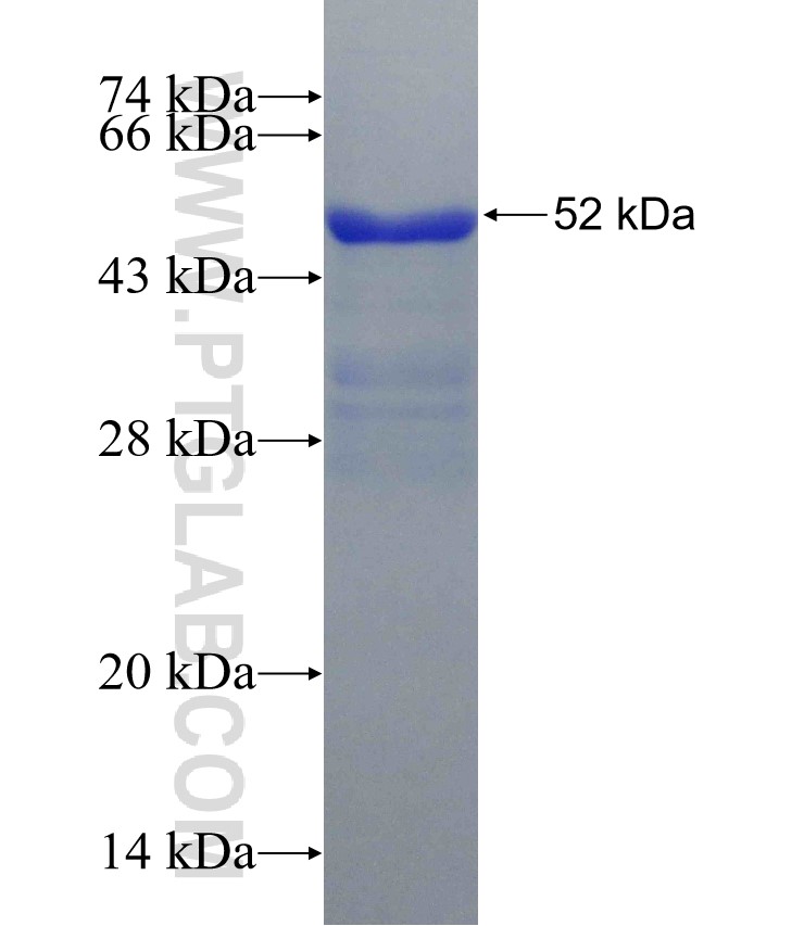 SYNPO fusion protein Ag31287 SDS-PAGE