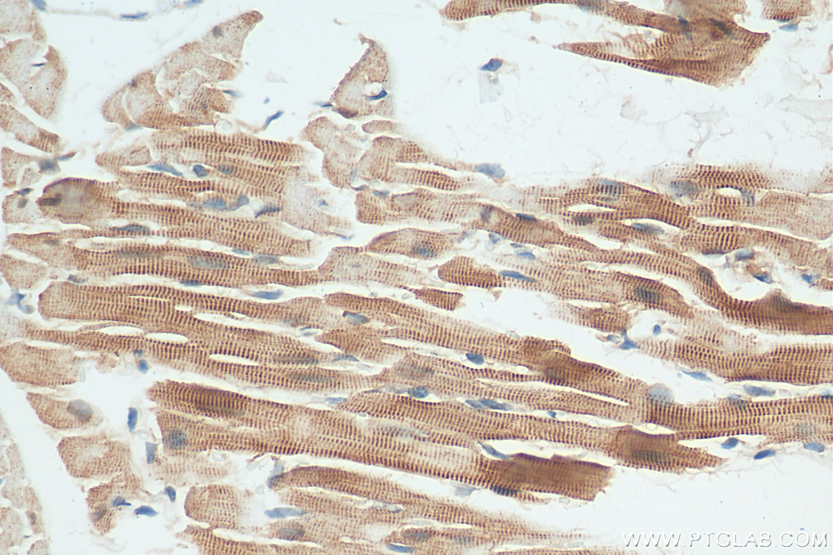 IHC staining of mouse heart using 21480-1-AP