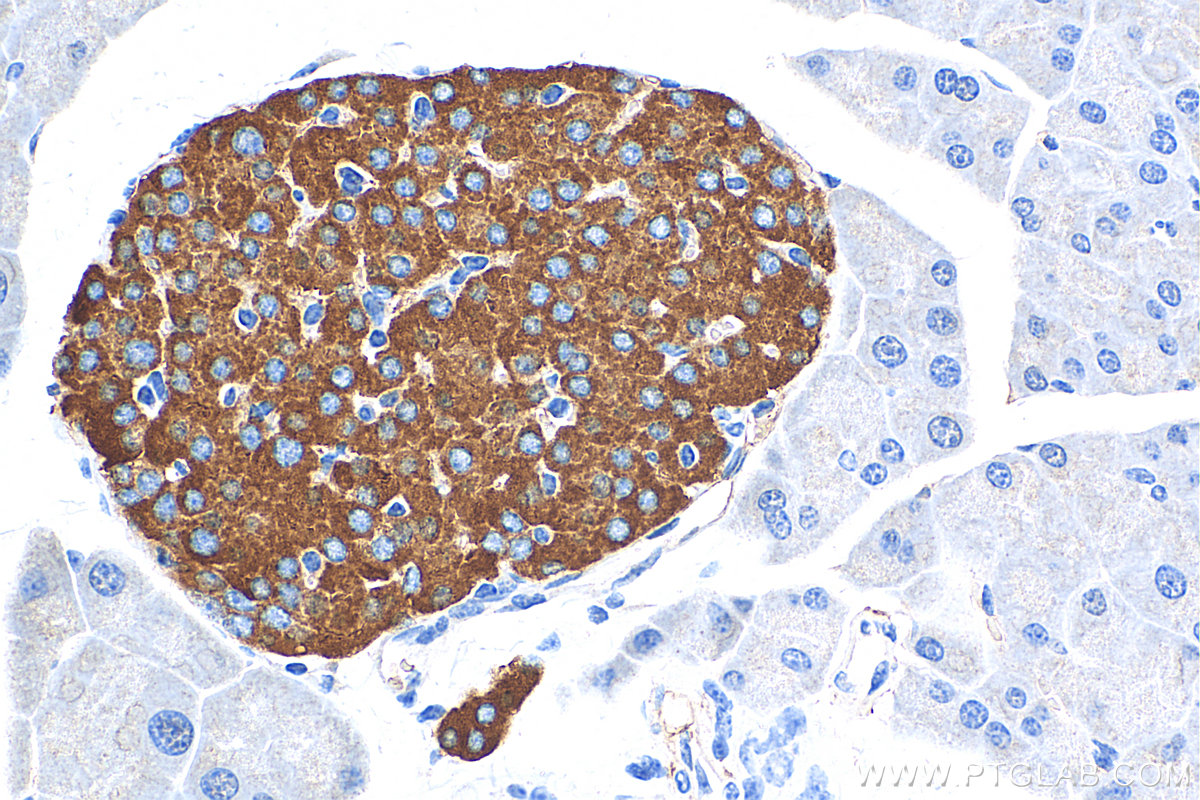 IHC staining of mouse pancreas using 17785-1-AP