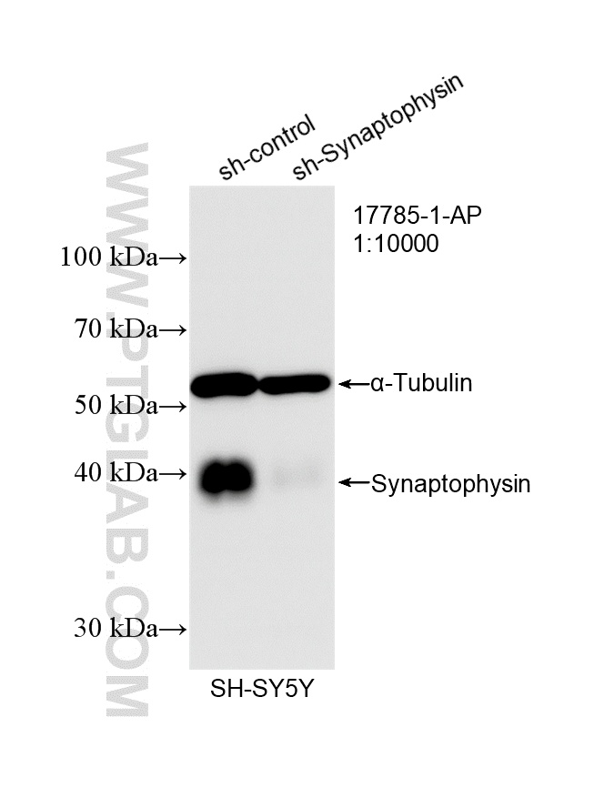 WB result of Synaptophysin antibody (17785-1-AP; 1:10000; incubated at room temperature for 1.5 hours) with sh-Control and sh-Synaptophysin transfected SH-SY5Y cells. WB analysis of SH-SY5Y using 17785-1-AP