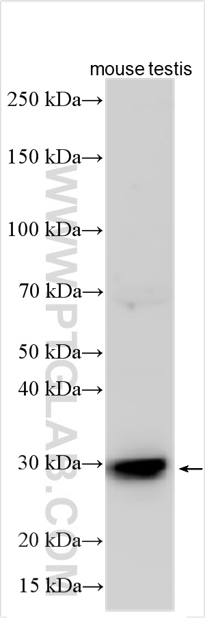 Various lysates were subjected to SDS PAGE followed by western blot with 25145-1-AP (SYPL1 antibody) at dilution of 1:1500 incubated at room temperature for 1.5 hours. WB analysis using 25145-1-AP