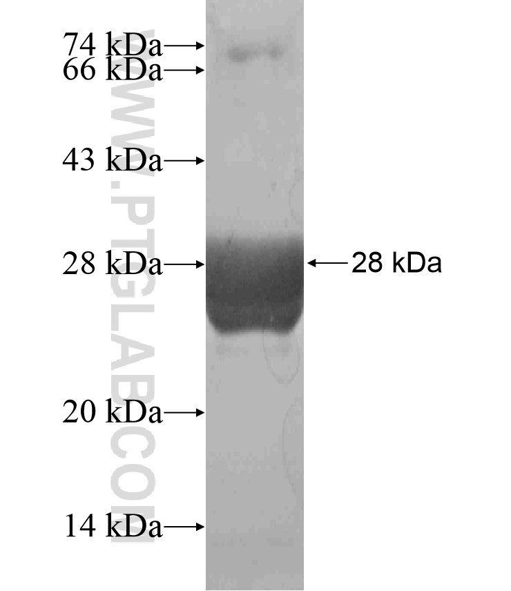 SYPL1 fusion protein Ag18482 SDS-PAGE SYPL1 fusion protein Ag18482 SDS-PAGE
