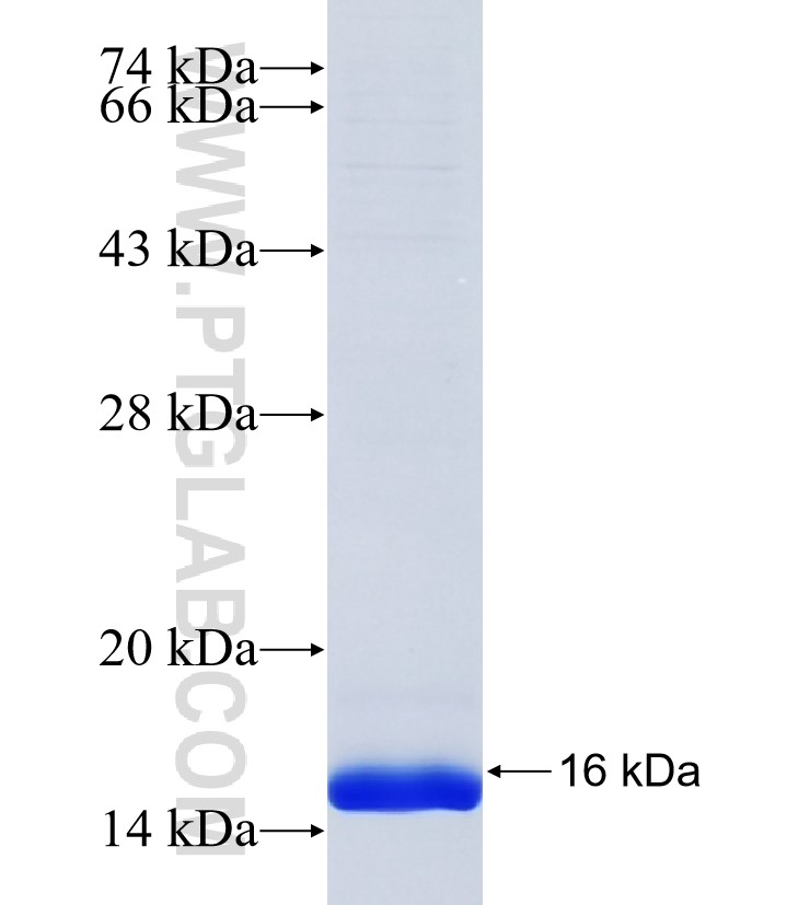 SYS1 fusion protein Ag24723 SDS-PAGE SYS1 fusion protein Ag24723 SDS-PAGE