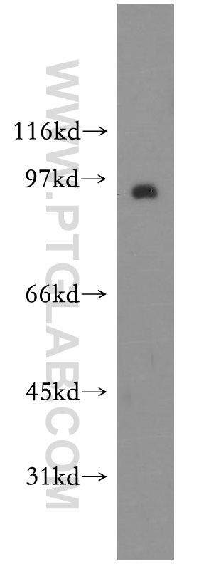 Synaptotagmin-11 Polyclonal antibody