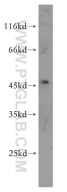 WB analysis of HepG2 using 18115-1-AP