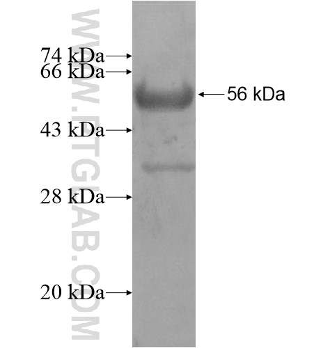 SYT13 fusion protein Ag12742 SDS-PAGE SYT13 fusion protein Ag12742 SDS-PAGE