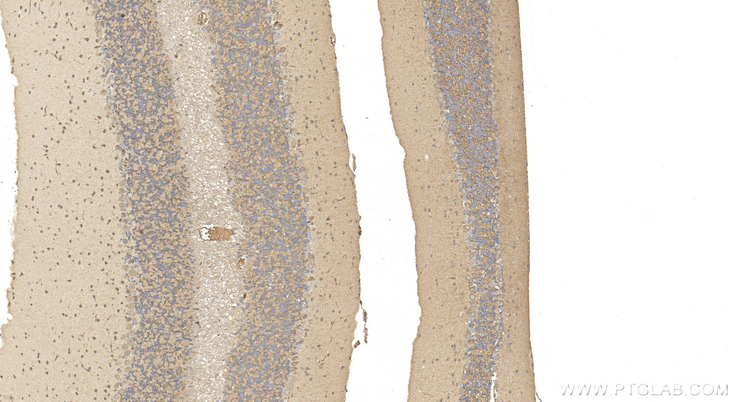 IHC staining of mouse cerebellum using 20561-1-AP