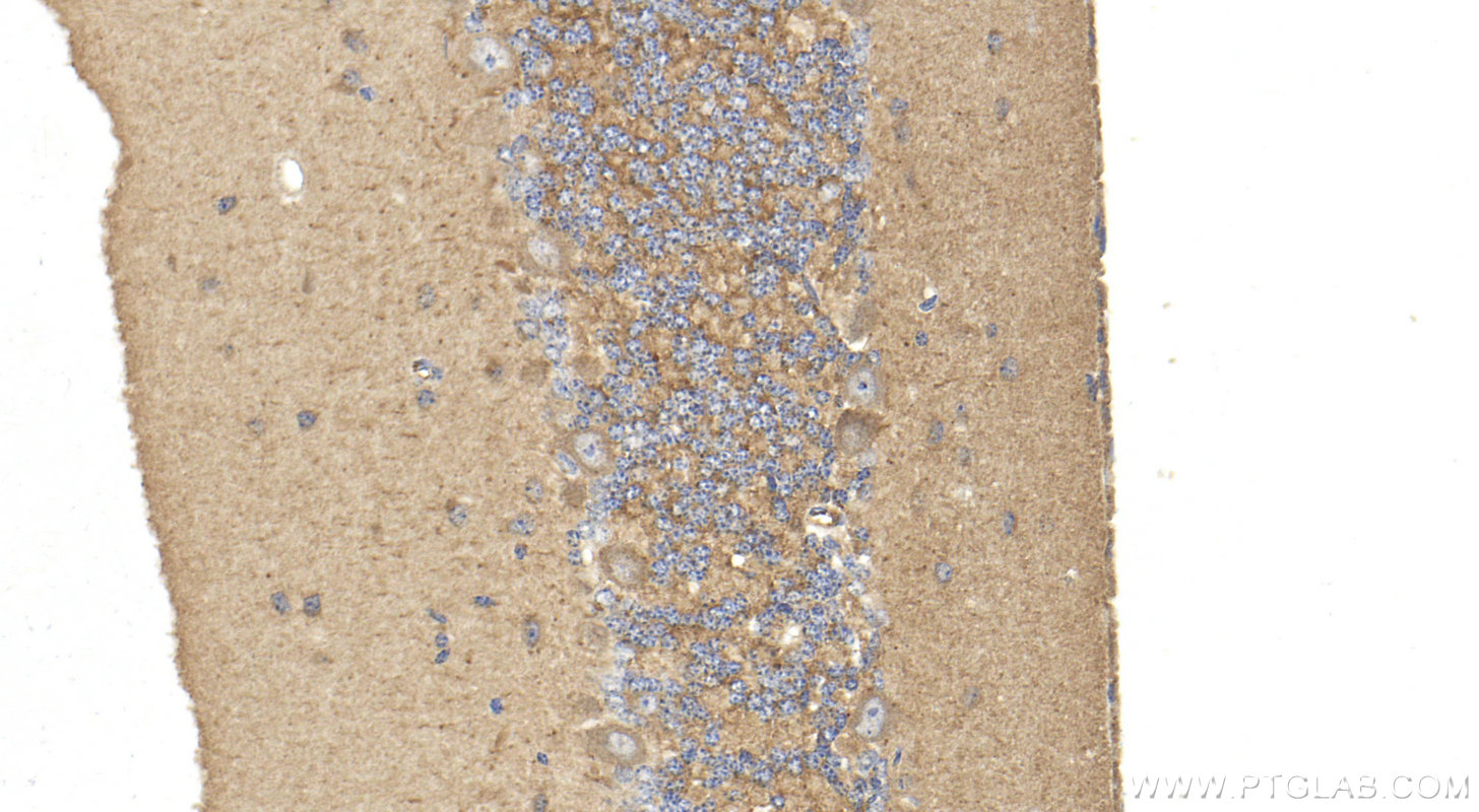 IHC staining of mouse cerebellum using 20561-1-AP