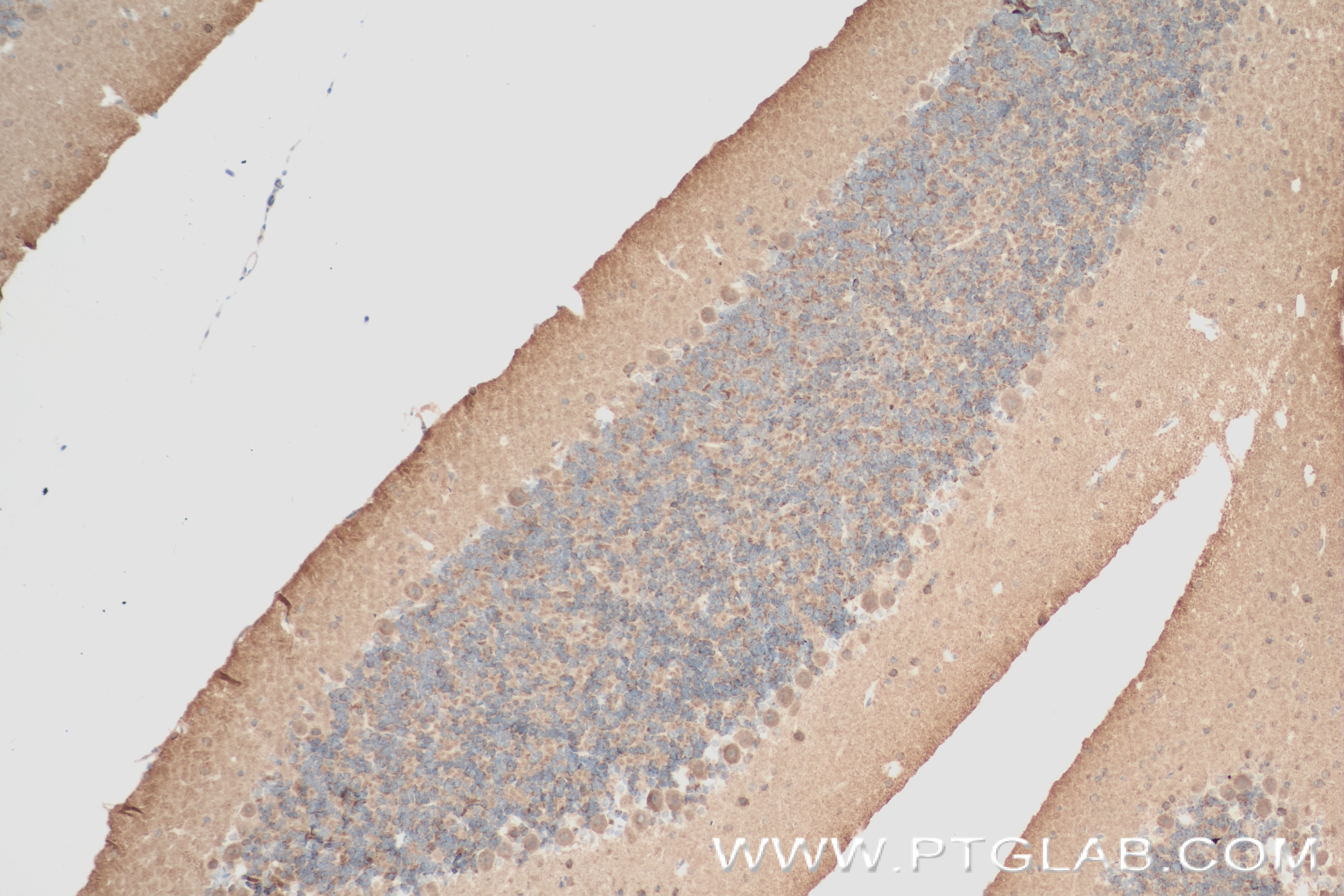 IHC staining of mouse cerebellum using 83923-1-RR