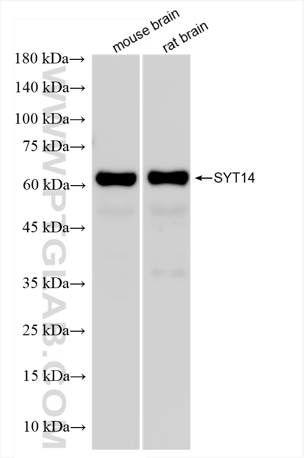 WB analysis using 83923-1-RR