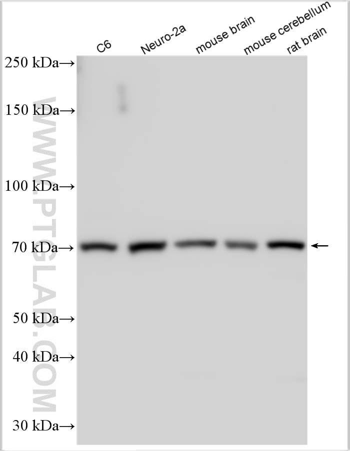 WB analysis using 21245-1-AP