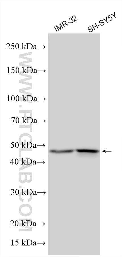 Various lysates were subjected to SDS PAGE followed by western blot with 12642-1-AP (Synaptotagmin-4 antibody) at dilution of 1:2000 incubated at room temperature for 1.5 hours. WB analysis using 12642-1-AP