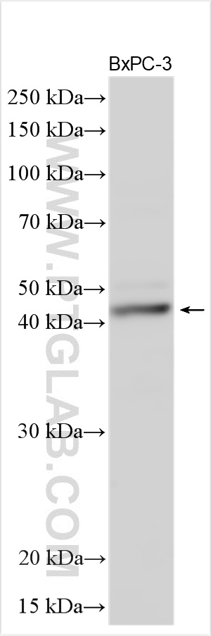 Synaptotagmin-5