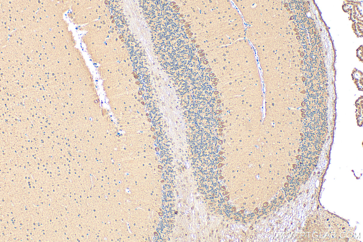 Immunohistochemical analysis of paraffin-embedded mouse cerebellum tissue slide using 19741-1-AP (SYT7 antibody) at dilution of 1:200 (under 10x lens). Heat mediated antigen retrieval with Tris-EDTA buffer (pH 9.0). IHC staining of mouse cerebellum using 19741-1-AP
