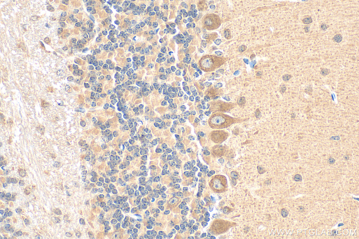 Immunohistochemical analysis of paraffin-embedded mouse cerebellum tissue slide using 19741-1-AP (SYT7 antibody) at dilution of 1:200 (under 40x lens). Heat mediated antigen retrieval with Tris-EDTA buffer (pH 9.0). IHC staining of mouse cerebellum using 19741-1-AP