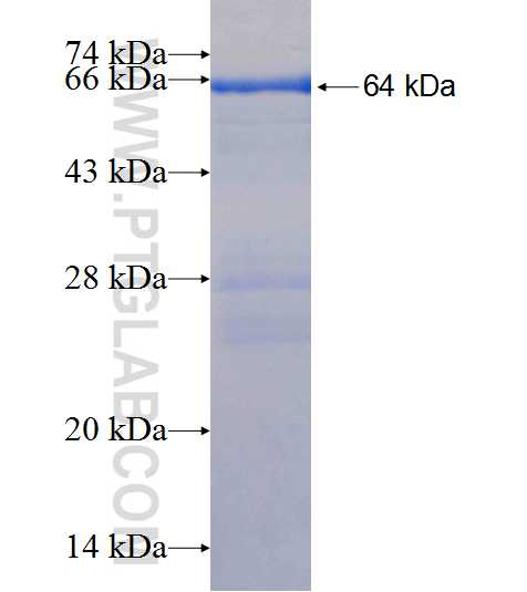 SYT7 fusion protein Ag18855 SDS-PAGE SYT7 fusion protein Ag18855 SDS-PAGE