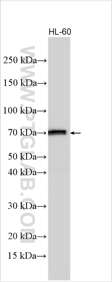 WB analysis using 31834-1-AP