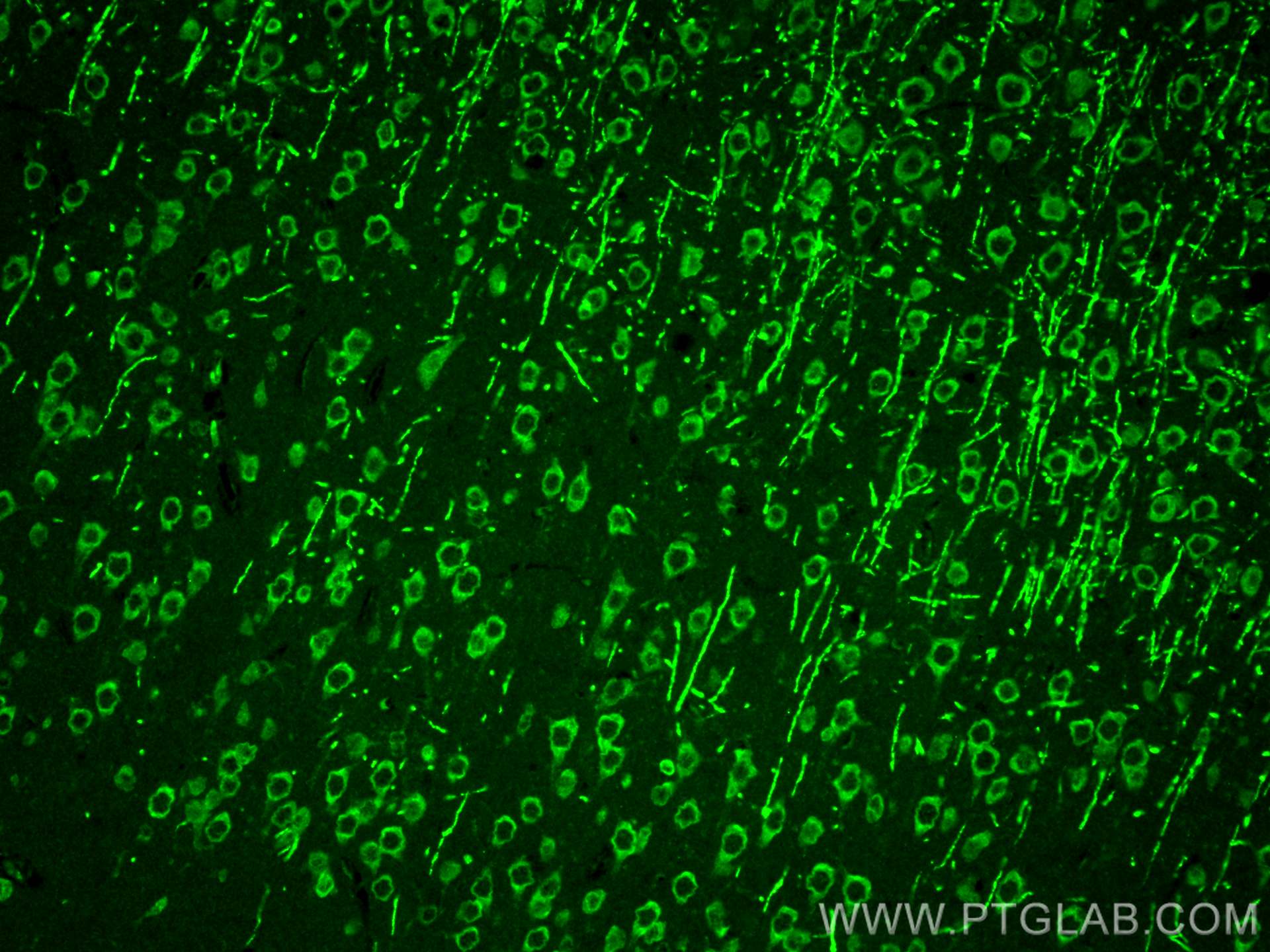 IF Staining of rat brain using 24528-1-AP (same clone as 24528-1-PBS)