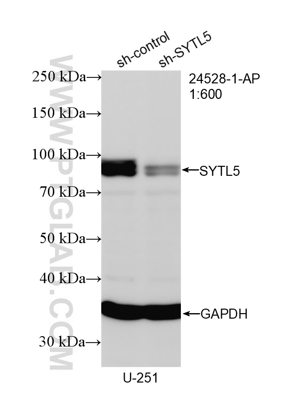 WB analysis of U-251 using 24528-1-AP