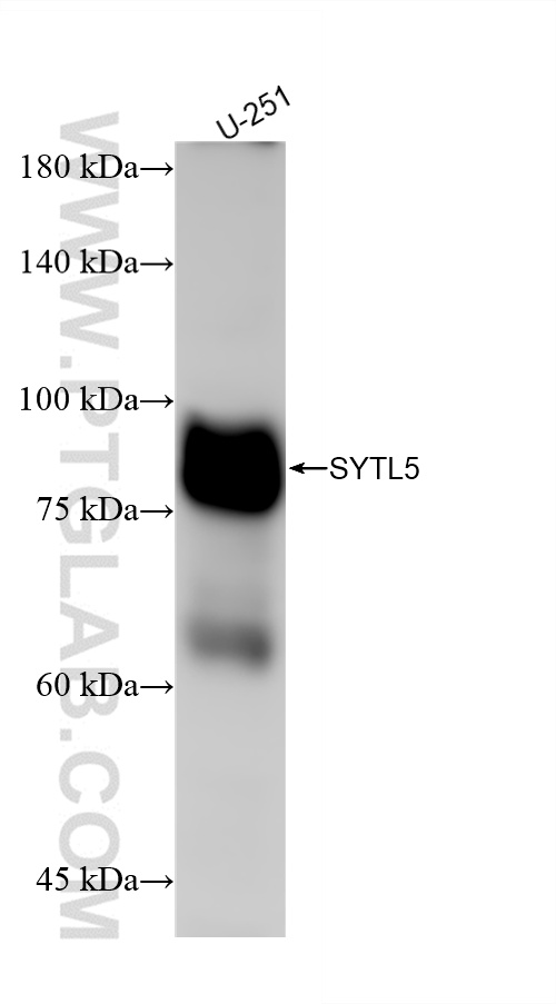 WB analysis of U-251 using 85108-5-RR (same clone as 85108-5-PBS)