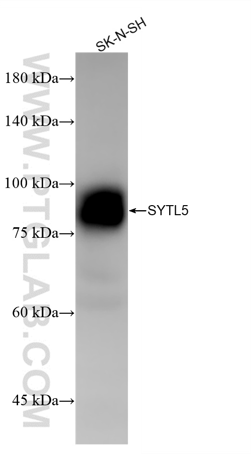 WB analysis of SK-N-SH using 85108-5-RR (same clone as 85108-5-PBS)