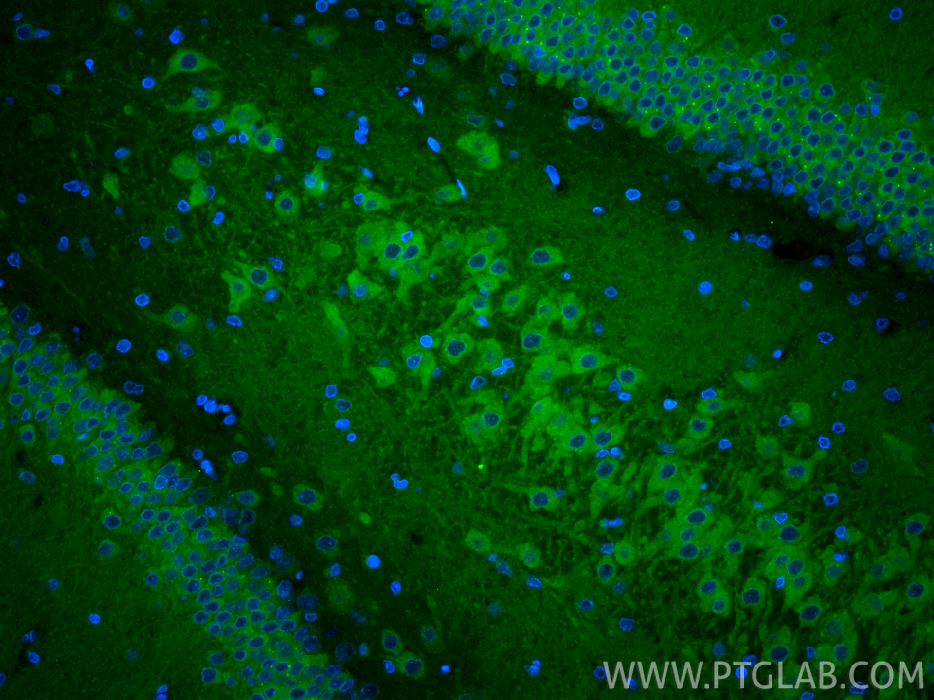 IF Staining of rat brain using CL488-85108-5