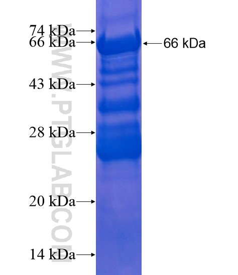 SYTL5 fusion protein Ag21698 SDS-PAGE