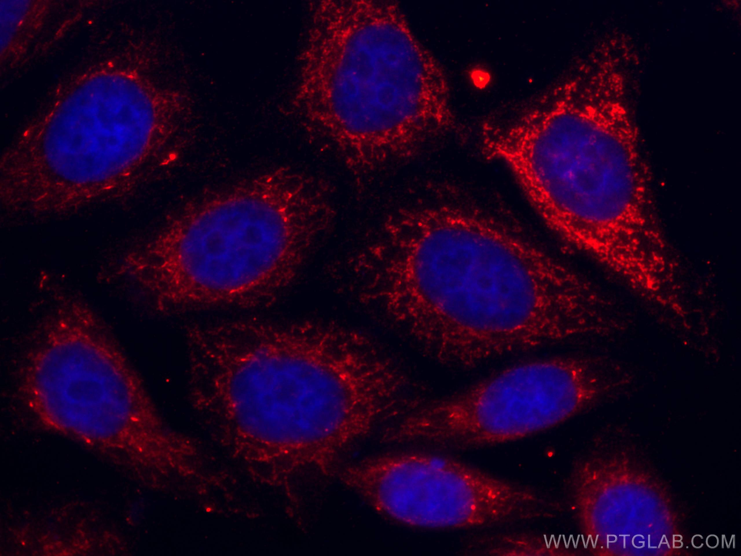 IF Staining of HepG2 using CL594-67425