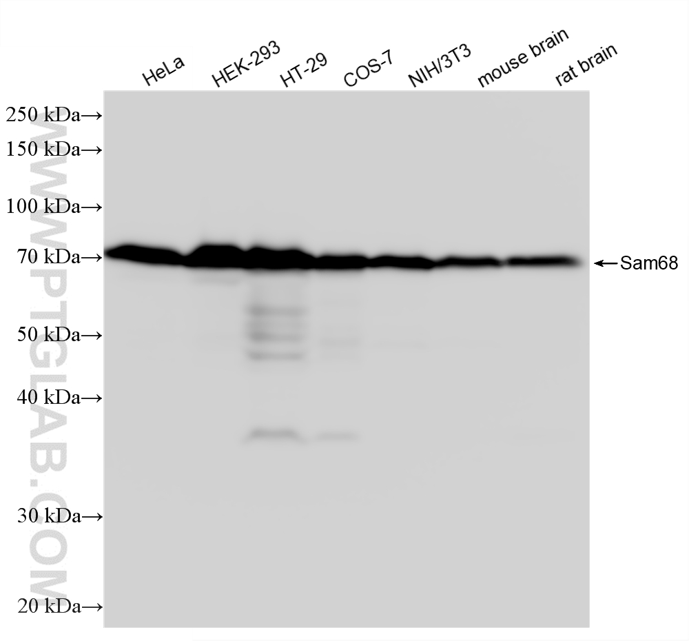 WB analysis using 88301-1-RR WB analysis using 88301-1-RR