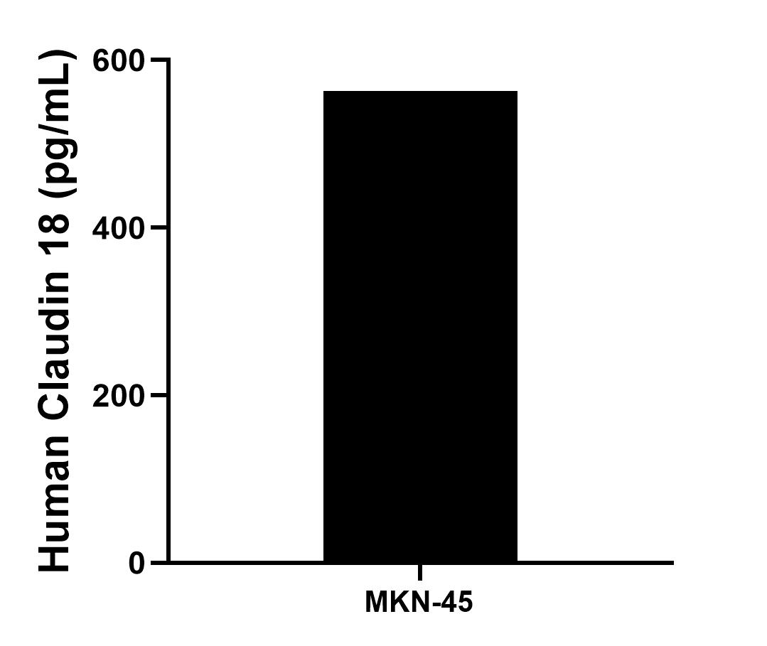 The mean Claudin 18 concentration was determined to be 563.0 pg/mL in MKN-45 cell extract based on a 4.8 mg/mL extract load.
