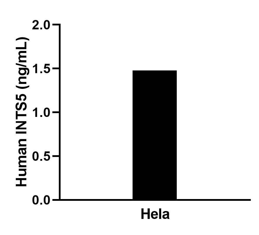 The mean INTS5 concentration was determined to be 1.5 ng/mL in Hela cell extract based on a 1.1 mg/mL extract load.