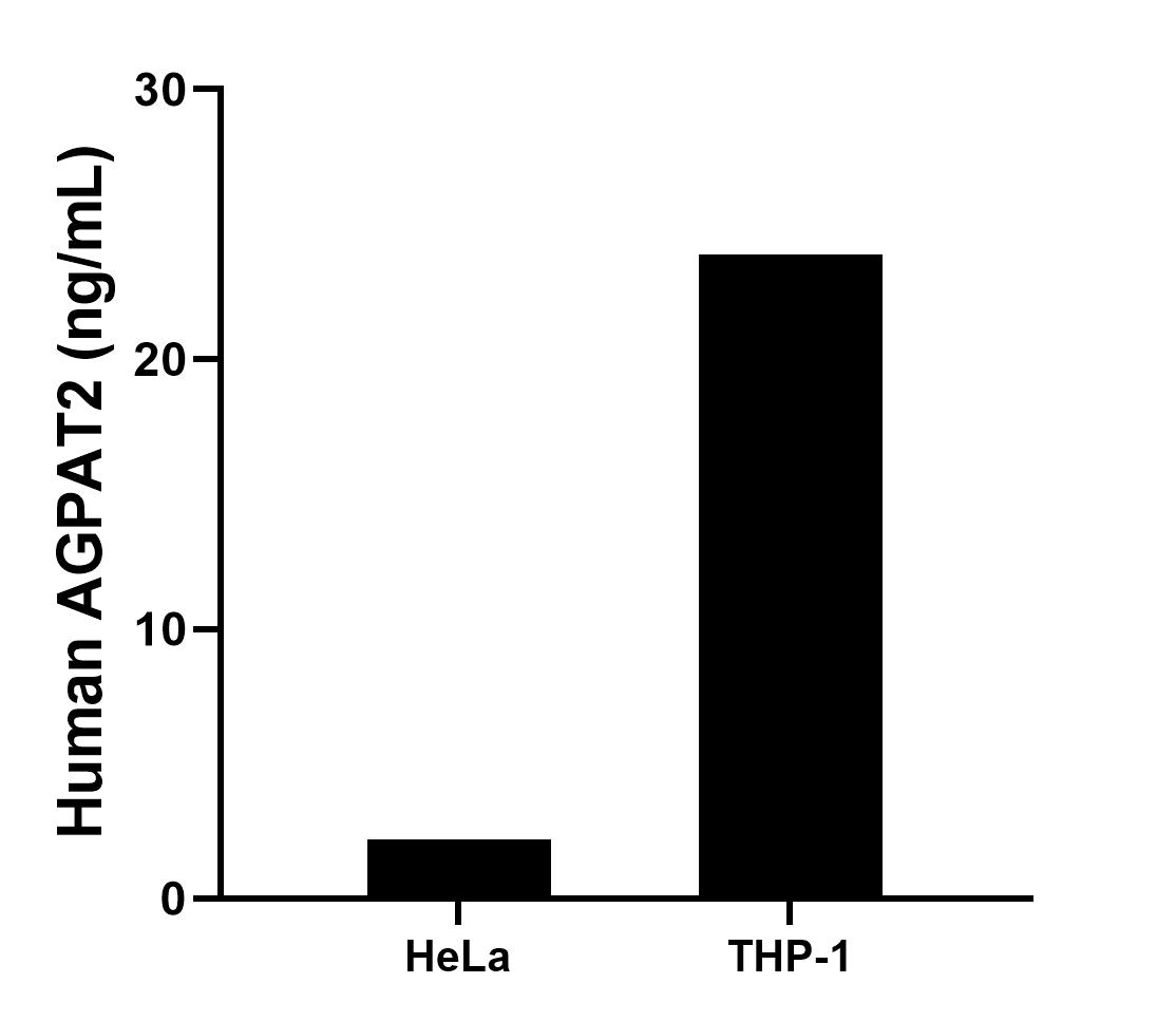 The mean AGPAT2 concentration was determined to be 2.20 ng/mL in HeLa cell extract based on a 2.0 mg/mL extract load and 23.90 ng/mL in THP-1 cell extract based on a 2.0 mg/mL extract load.	