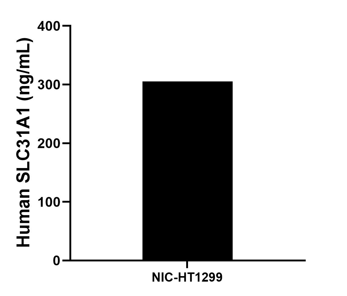 The mean SLC31A1 concentration was determined to be 305.42 ng/mL in NIC-HT1299 cell extract based on a 1.5 mg/mL extract load.