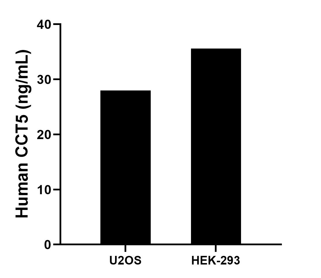 The mean CCT5 concentration was determined to be 28.01 ng/mL in U2OS cell extract based on a 3.1 mg/mL extract load and 35.60 ng/mL in HEK-293 cell extract based on a 2.0 mg/mL extract load.