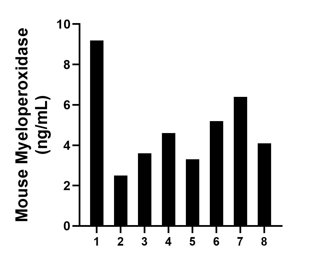Serum of eight mice was measured. The mouse MPO concentration of detected samples was determined to be 4.86 ng/mL with a range of 2.54 - 9.19 ng/mL.