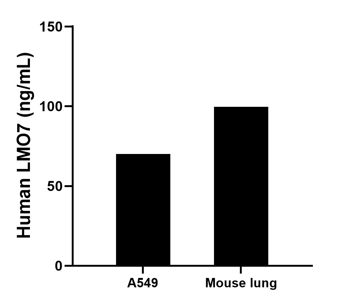 The mean LMO7 concentration was determined to be 70.01  ng/mL in A549 cell extract based on a 2.5 mg/mL extract load and 99.53 ng/mL in mouse lung tissue extract based on a 1.6 mg/mL extract load.	