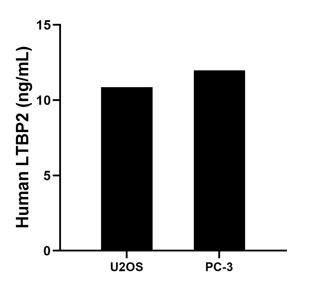 LTBP2 Antibody Sample test Standard 84574-2-PBS