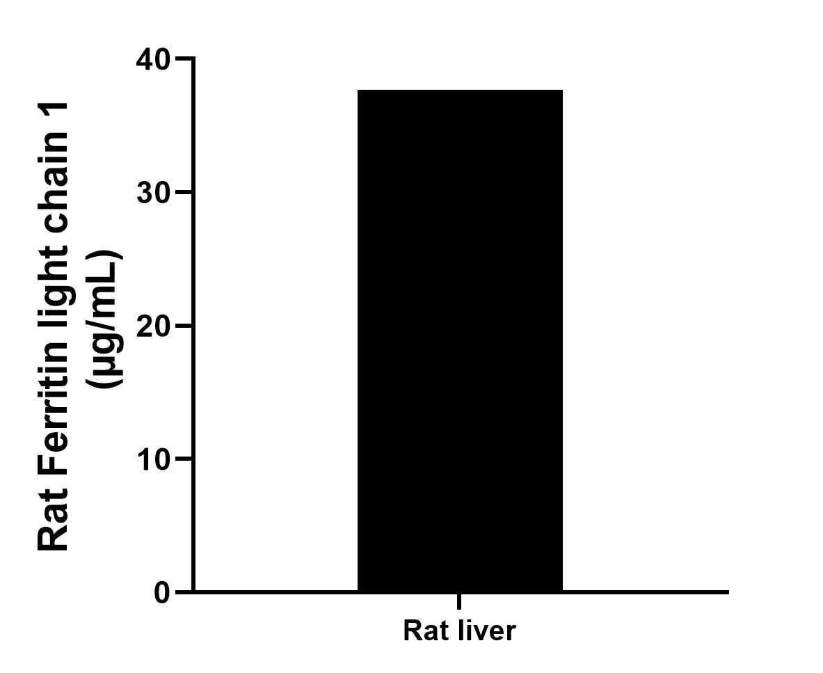 The mean Ferritin light chain 1 concentration was determined to be 37.75 µg/mL in rat liver tissue extract based on a 2.6 mg/mL extract load.