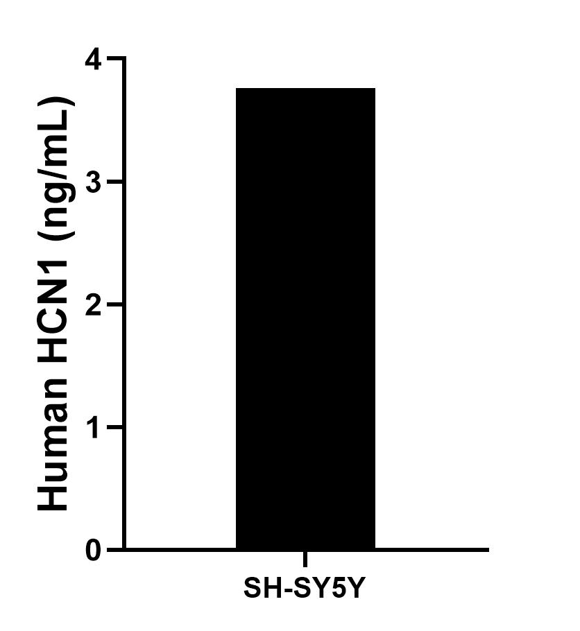 The mean HCN1 concentration was determined to be 3.8 ng/mL in SH-SY5Y cell extract based on a 1.0 mg/mL extract load.