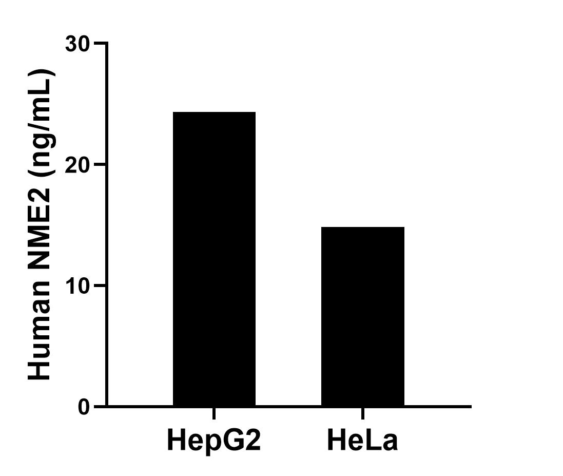 The mean NME2 concentration was determined to be 24.36 ng/mL in HepG2 cell extract based on a 1.30 mg/mL extract load and 14.85 ng/mL in HeLa cell extract based on a 1.30 mg/mL extract load. 