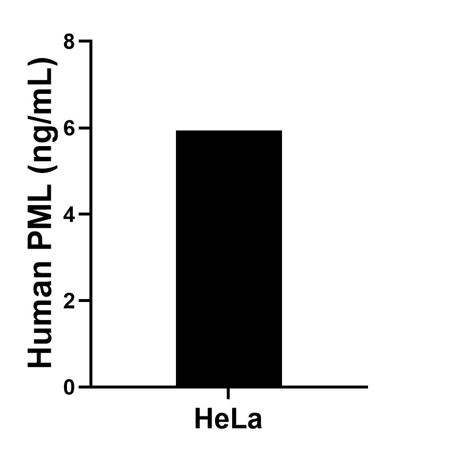 The mean PML concentration was determined to be 5.94 ng/mL in HeLa cell extract based on a 1.50 mg/mL extract load.