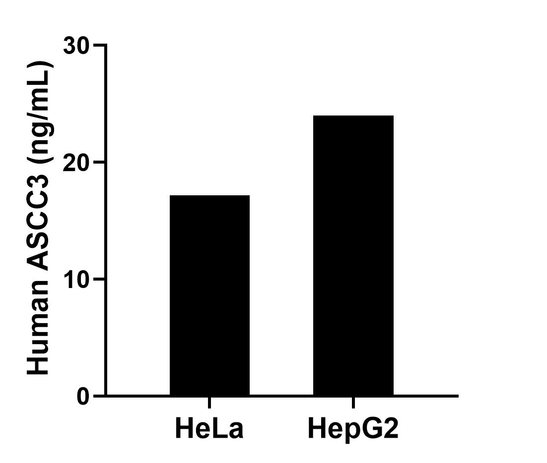 The mean ASCC3 concentration was determined to be 17.15 ng/mL in HeLa cell extract based on a 1.30 mg/mL extract load and 23.98 ng/mL in HepG2 cell extract based on a 1.80 mg/mL extract load. 