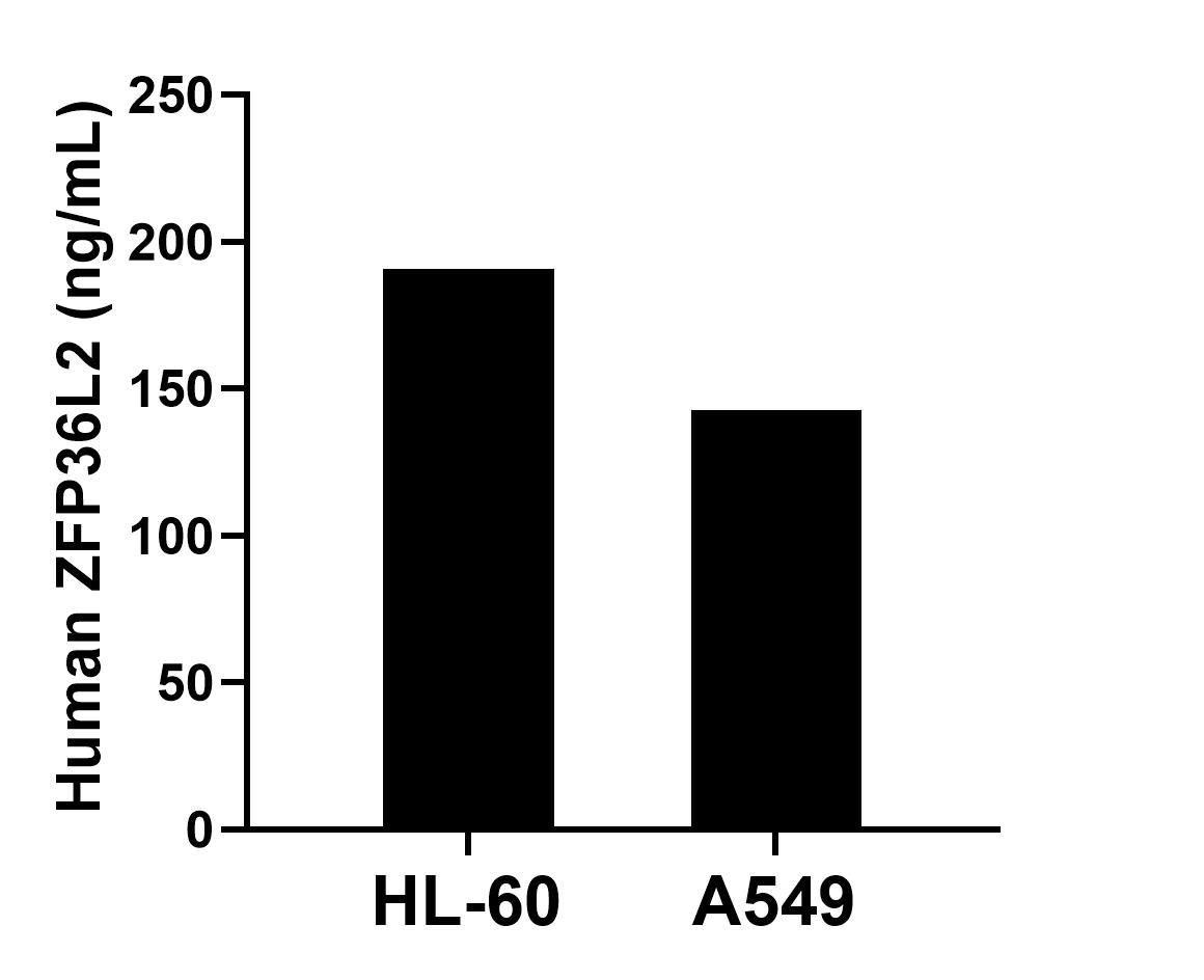 The mean ZFP36L2 concentration was determined to be 190.62 ng/mL in HL-60 cell extract based on a 1.50 mg/mL extract load and 142.84 ng/mL in A549 cell extract based on a 2.60 mg/mL extract load. 